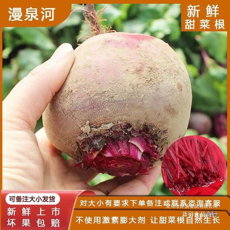 Fresh Beetroot 2.5kg Purple Beetroot Red Beetroot Red Sweet Beet Agricultural Produce Vegetables Direct Delivery from the Place of Origin with Free Shipping Fresh Beetroot 2.5kg Purple Beetroot Red Beetroot Red Sweet Beet Agricultural Produce Vegetables Direct Delivery from the Place of Origin with Free Shipping