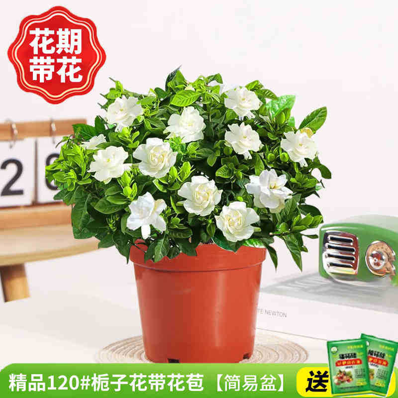 [폭발기] 부티크 120#치자나무 개화기(간이화분)에 영양액을 공급