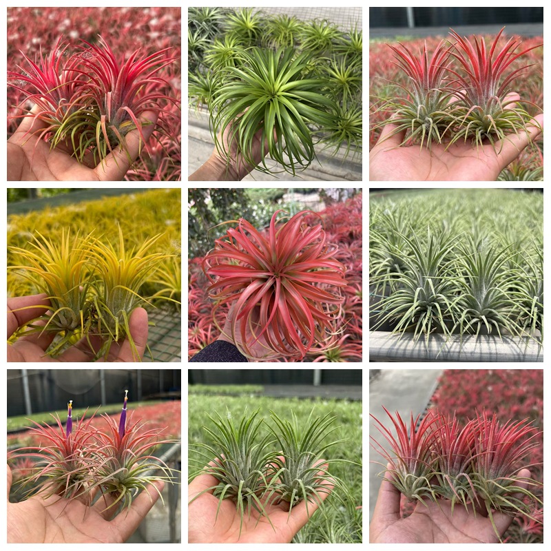 厂家直销 空气铁兰空气凤梨 无土植物红黄绿精灵老人须美杜莎批发