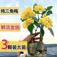 �ͺ���������÷���ԙѻ����Ϙ���ɫ�G�����_����Ʒ�ļ��߲�ֲ��