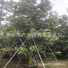 �V�|����Ռ����ؼ��~��Ӣ���Ͷ�Ҏ��G����ľ�Lâ��Ӣ���b�����