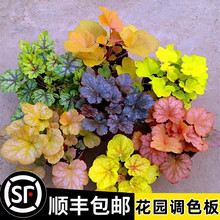 矾根盆栽花卉植物室内花苗四季常青观叶耐寒绿植佛甲草欧石竹花苗