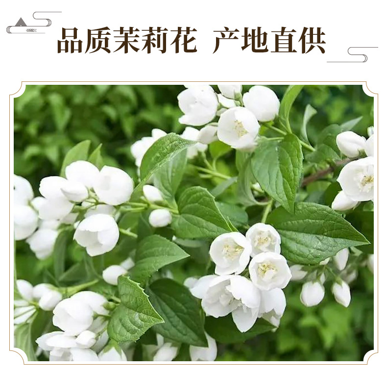 Dried Jasmine Flower Buds Mo Li Hua Loose Herbal Tea 500g Natural Sun Dried Guangxi key features