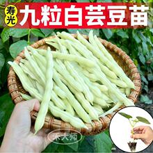 压塌架九粒白芸豆苗秧摘不败架豆高产豆角苗四季阳台小院盆栽种子