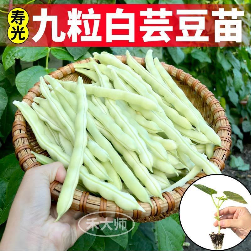 压塌架九粒白芸豆苗秧摘不败架豆高产豆角苗四季阳台小院盆栽种子
