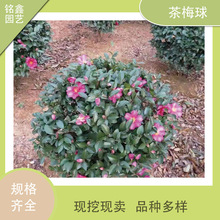 ��÷�� ��÷�� �軨�辰  ͥԺ�Gֲ �҃������� ���Gֲ�ﻨ��