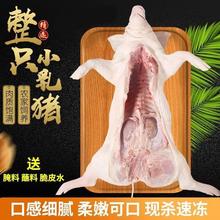 乳猪现杀新鲜整只小脆皮烤酒店烧烤店食材4~30斤小耳批发厂家直销