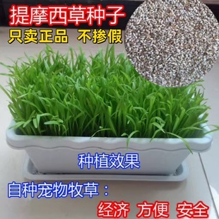 Timothy Grass Seeds for Feeding Cat Tail Grass Rabbit Grass Guinea Pig Guinea Pig Fish Grass Grass Seeds