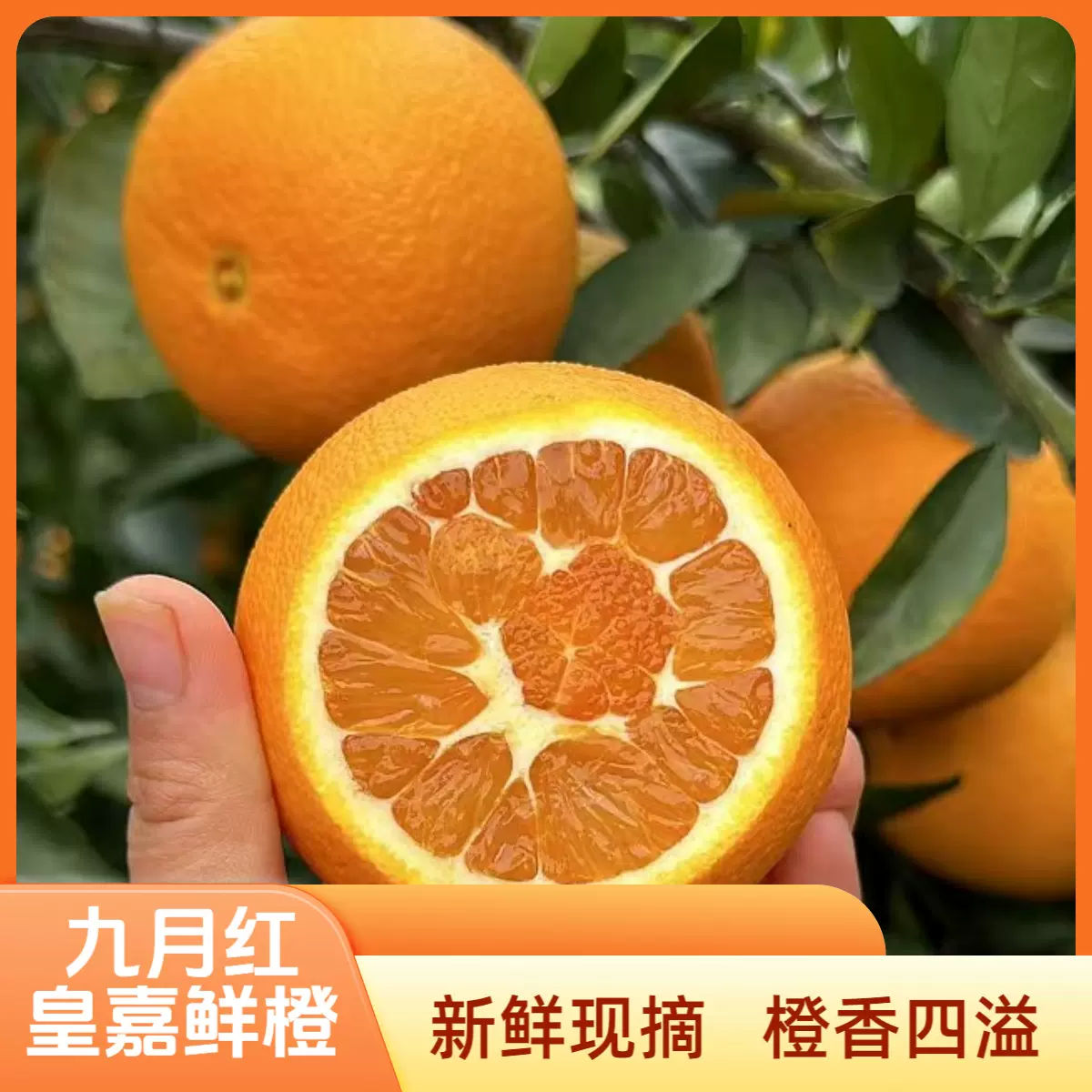 九月红果冻橙子直播电商平台代发整箱现摘新鲜水果橘橙子源头工厂