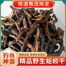 正宗野生地龙原条蚯蚓干中药材 穿地龙串地龙大蚯蚓内有地龙粉