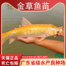 金草鱼苗红草金色鲩鱼苗俄罗丝金丝黄金红鲩冷水淡水食用活鱼批发