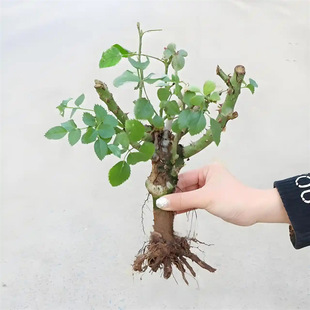 õ�廨���Ϙ��Gֲ�������¼��Nޱ�ϸ��҃����̨ͥԺ�ش󻨻��ļ�