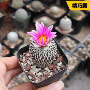 ���ɵ����С�͋����� ſ�̲���Tubinicarpus.pseudopectinatus
