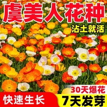 虞美人花种冰岛太阳花花种籽子室内外花卉种孑凤仙花四季播种开花