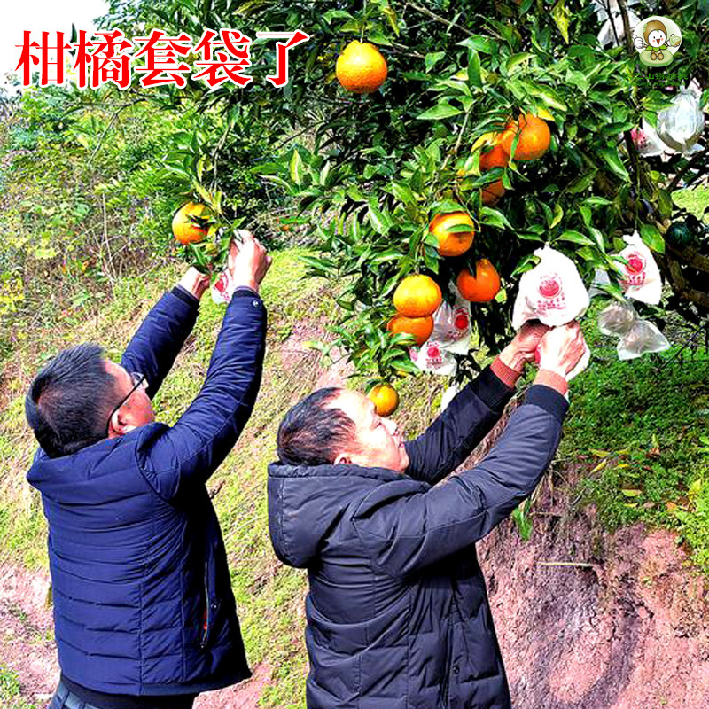 柑橘套袋橙子丑橘耙耙柑春见爱媛纸袋防病水虫24新款款式批发|undefined