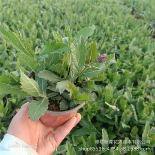 柳叶马鞭草 桑托斯马鞭草盆栽 园林景观绿化 花海花带绿化
