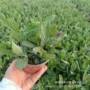 桑托斯花海绿化盆栽花带