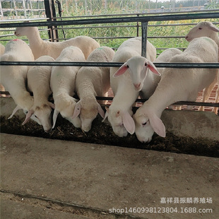 Сβ����С���̳���ĸ�����r��С�����ṩ�Bֳ