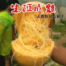 绞丝金丝瓜搅绞瓜角瓜四季春季菜园蔬菜种子籽孑天然粉丝味同海蜇
