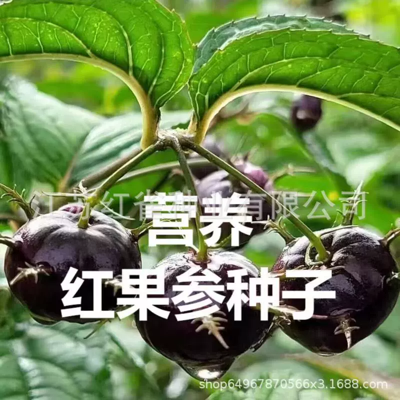 Семена красного фруктового женьшеня, раннеспелые и позднеспелые крупные плоды, семена плодовых деревьев паучьего фрукта, случайная упаковка