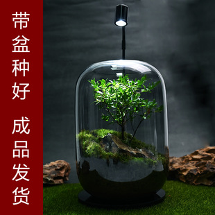 Microphylla chishinan ecological bottle Moss creative micro-landscape desktop potted Moss landscaping cylinder plant Office green plant
