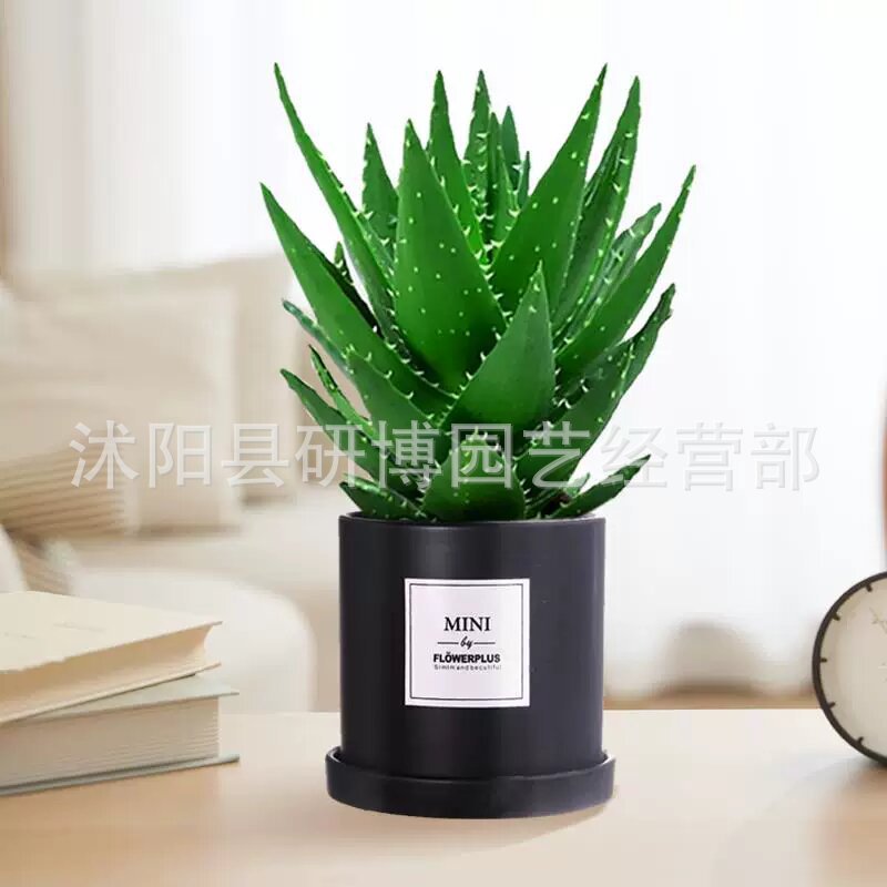 Curacao Aloe Vera sala de macetas belleza irrigación piel verde escritorio de oficina carne ciudad que nunca duerme Aloe Vera flores cactus
