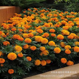 Wholesale Marigold Flower Seeds Landscape Flower Sea Seeds Balcony Potted Flower Viewing Seeds Grass Flower Seeds Easy to Plant in All Seasons
