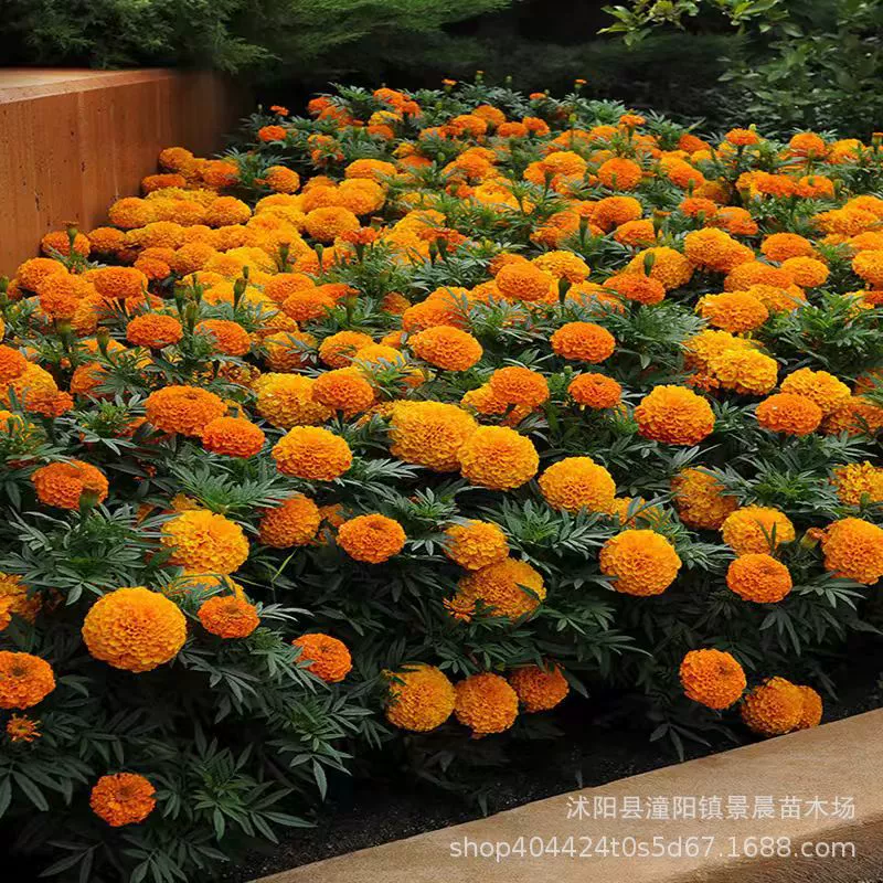 Оптовая продажа календулы цветочные семена пейзаж цветок морские Семена балкон горшечные Семена цветов Трава цветочные семена Four Seasons Легко расти