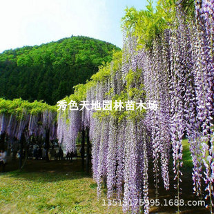 Wisteria Saplings Climbing Vines Roof Climbing Wall Courtyard Potted Roof Balcony Plants Florals Wisteria Seedlings