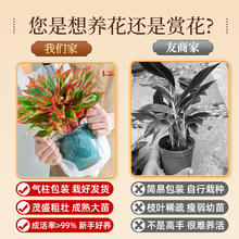 大盆万年红盆栽吉利红如意绿植室内四季好养花卉植物红掌景德镇云