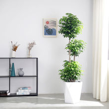 幸福樹大型盆栽綠寶植物室內客廳辦公室吸甲醛凈化空氣網紅綠植