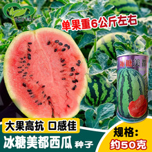 科益冰糖美都西瓜种子 大田用种登记品种中早熟杂交甜脆多汁圆西