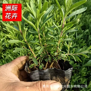 薰衣草杯苗 薰衣草盆栽花苗   公园园林花海工程绿化 宿根耐寒植