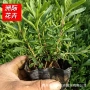 盆栽园林工程绿化花苗