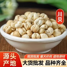 野生川贝母 平贝母 无熏川贝平贝 现货贝母量大从优批发代发