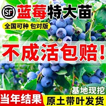 {ݮϱ׷Nֲش̖Y̨{ݮ