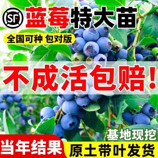 �{ݮ����������ϱ����׷Nֲ�����������ش�̖����Y���̨�{ݮ��