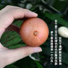 鸡蛋鹅蛋鸭蛋鸵鸟蛋恐龙蛋鹌鹑蛋巨蛋假鸡蛋模型道具食用