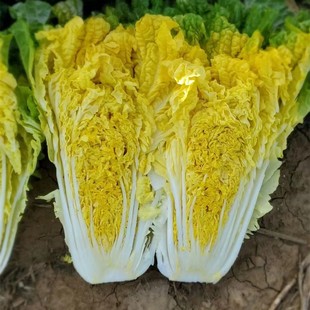 �����S�Ĵ�ײ˷N�Ѵ�������İײ˷N�߮a�����߲˷N�ӽ��P�˰ײ�