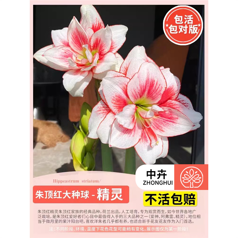 Amaryllis bulb - 'elf' variety