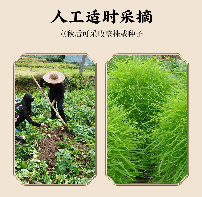 Di Fu Zi (Kochia scoparia Fruit) — Dried Food-Herb Seed for Tea & Soup, 500g key features