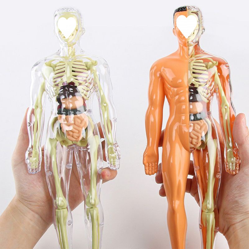 physiological skeleton