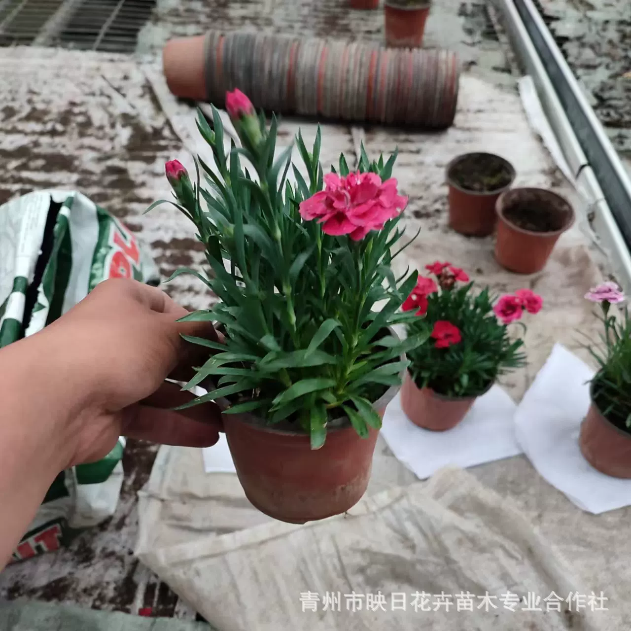 康乃馨花苗盆栽基地批发四季开花节假日用花多色奥斯卡香石竹绿化