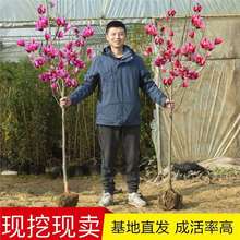 玉兰花树苗室外庭院绿化植物大花红玉兰黄玉兰紫玉兰白玉兰四季种