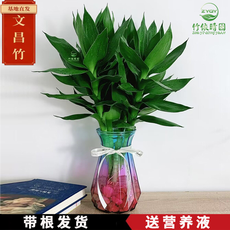 Wenchang bamboo wealth and honor transfer bamboo water raising roots…