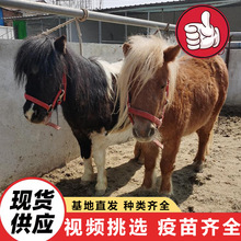 景区园林观赏矮脚马活体 出售儿童宠物马迷你马 国产骑乘矮马价格
