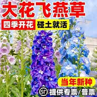 Семена садовых цветов Delphinium grandiflorum для всесезонного посадки и цветения, семена цветов осеннего дельфиниума смешанного цвета в помещении.