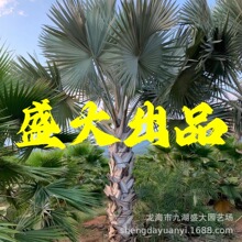 福建霸王棕批发 霸王棕报价 霸王棕价格公园绿化霸王棕树基地供应