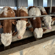 肉牛犊养殖场出售 肉牛苗 鲁西黄肉牛犊 育肥肉牛崽供应