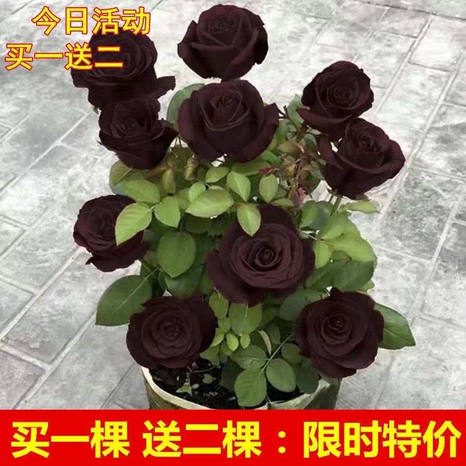 一件代发玫瑰花苗老桩玫瑰花盆栽树苗特大红花卉四季开花食用玫瑰